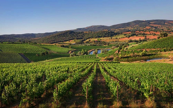 Morellino-scansano-vigneti-della-Tenuta-Belguardo-Mazzei webp