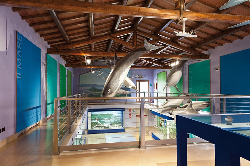 f1_17_Grosseto_museo_storia_naturale_lav-4710 copiawebm
